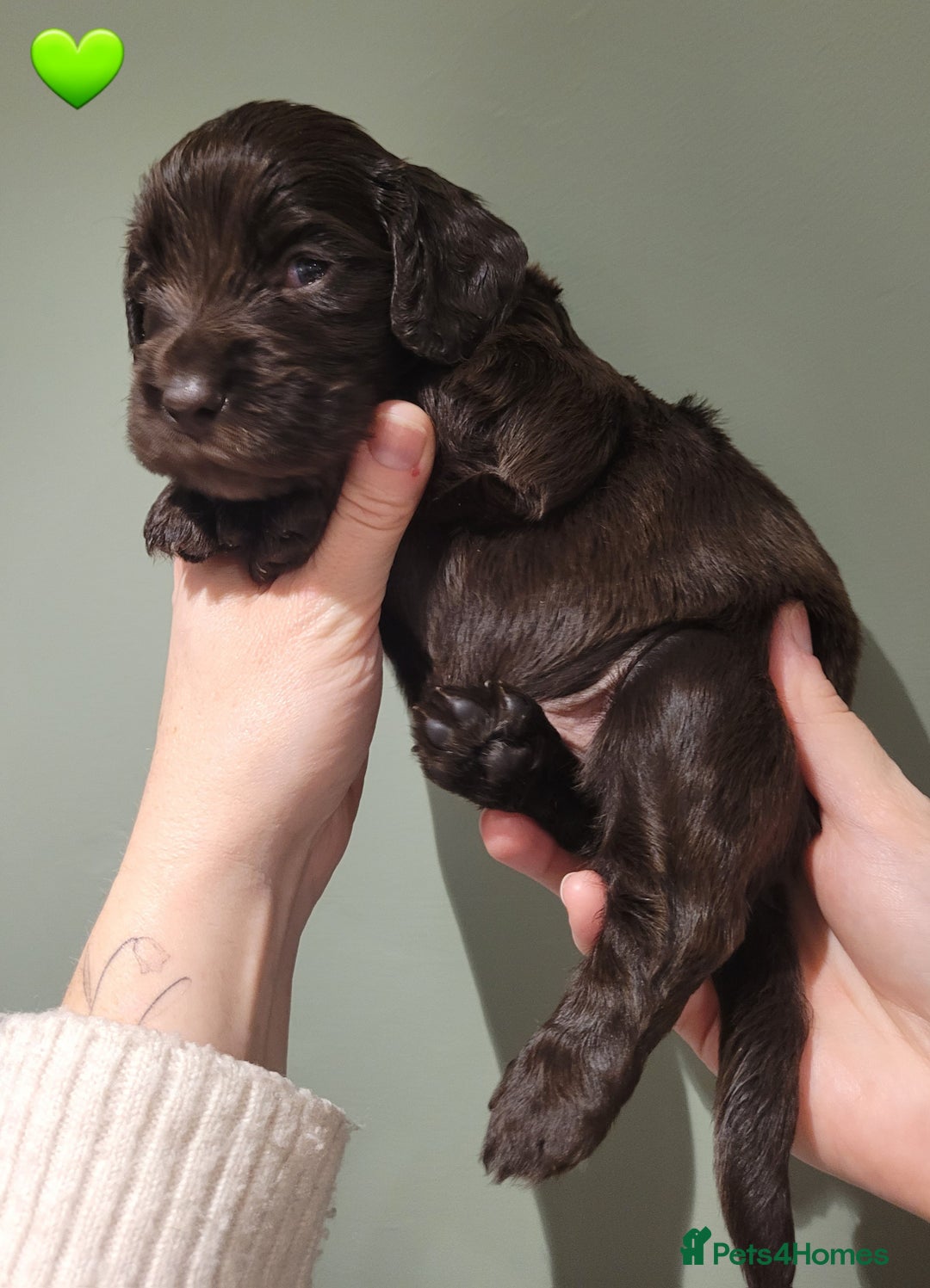 Cocker Spaniel dogs for sale: Litter of 7 - Image 16