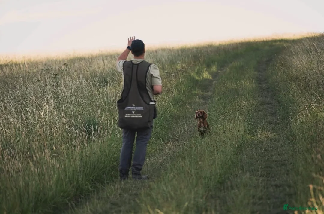 Cocker Spaniel dogs for stud: Ammerdown Greedy Available At Stud. Health Tested - Advert 12