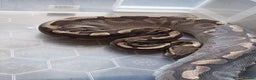 Python Snake reptiles for sale: 11x royal pythons  - Advert 13