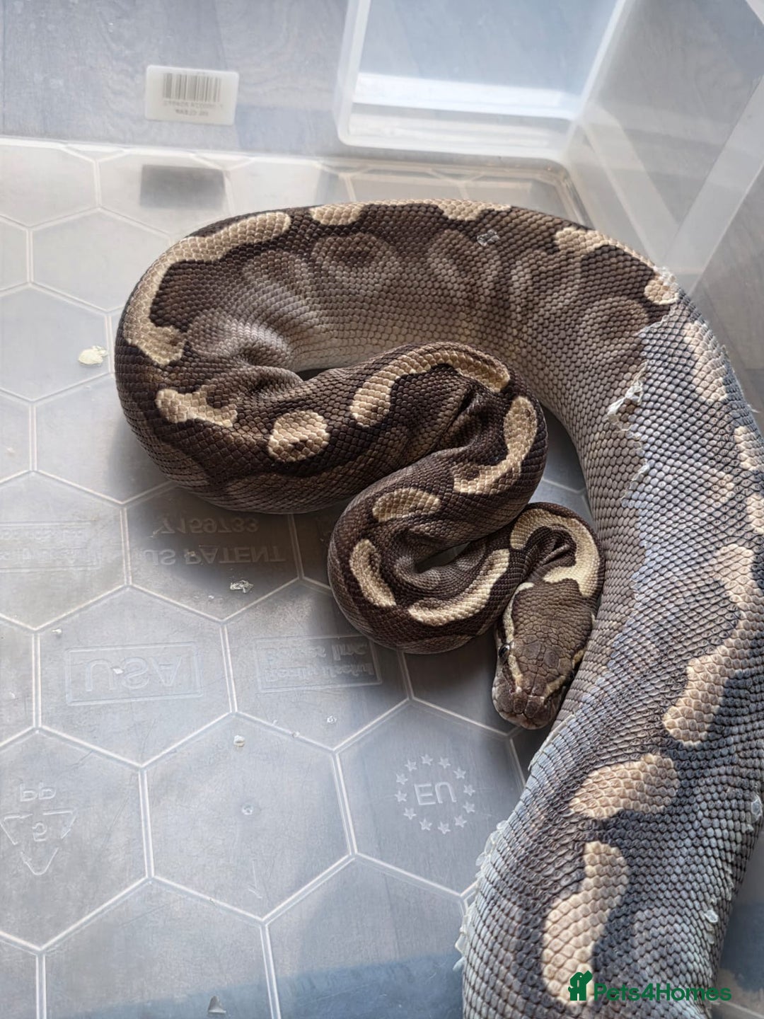 Python Snake reptiles for sale: 11x royal pythons  - Advert 13