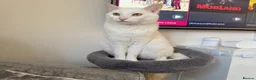 British Shorthair cats for sale: British Short Hair x Ragdoll Kittens - Advert 3