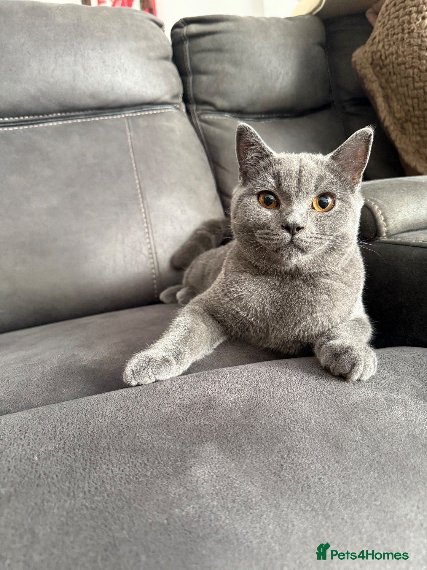 British Shorthair cats British shorthair kittens Ready Now - Advert 1