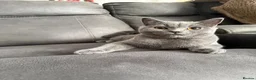 British Shorthair cats for sale: British shorthair kittens Ready Now - Advert 1