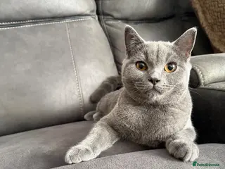 British Shorthair cats British shorthair kittens Ready Now - Advert 2
