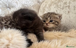 Scottish Fold cats for sale: Scottish fold/ Scottish striaght BSH kittens  - Image 19