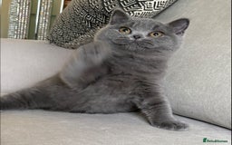 British Shorthair cats for sale: Lovely BSH  - Image 11