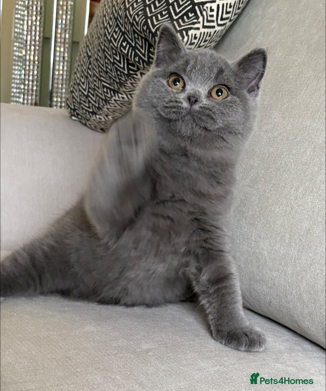 British Shorthair cats for sale: Lovely BSH  - Image 11