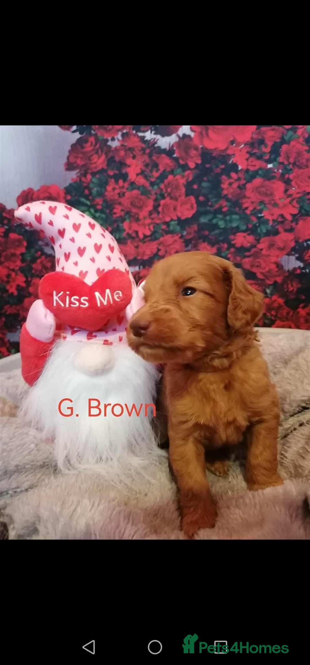 Mixed Breed dogs for sale: Stunning multigenerational golden Irish doodles  - Image 20