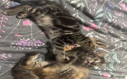 Mixed Breed cats for sale: Gorgeous fluffy kittens ready now - Image 3