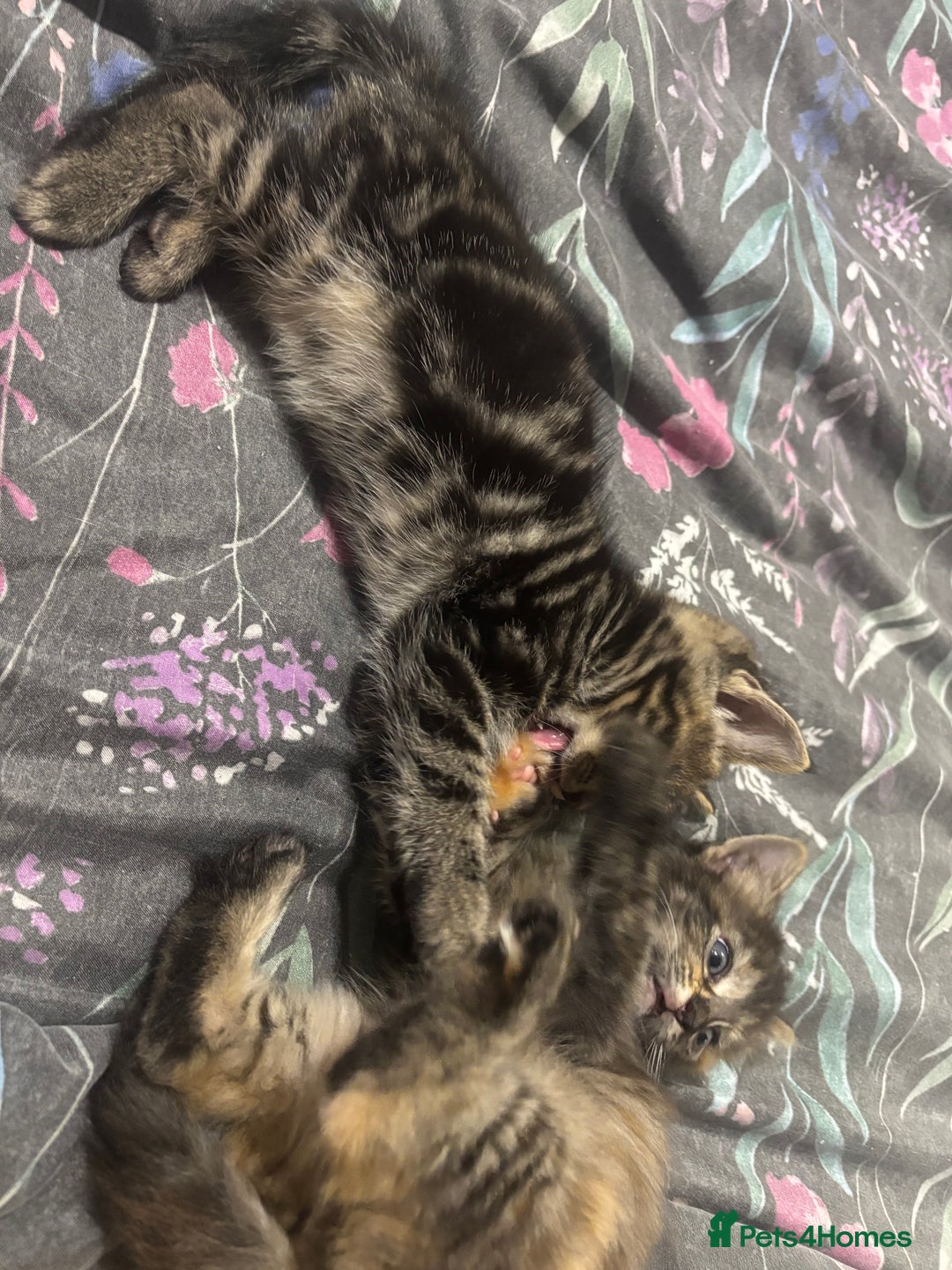 Mixed Breed cats for sale: Gorgeous fluffy kittens ready now - Image 3