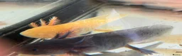 Axolotl reptiles for sale: Axolotl - Advert 4