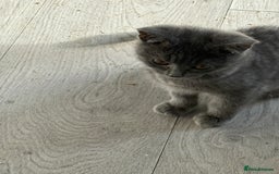 British Shorthair cats for sale: British blue short hair  - Image 2