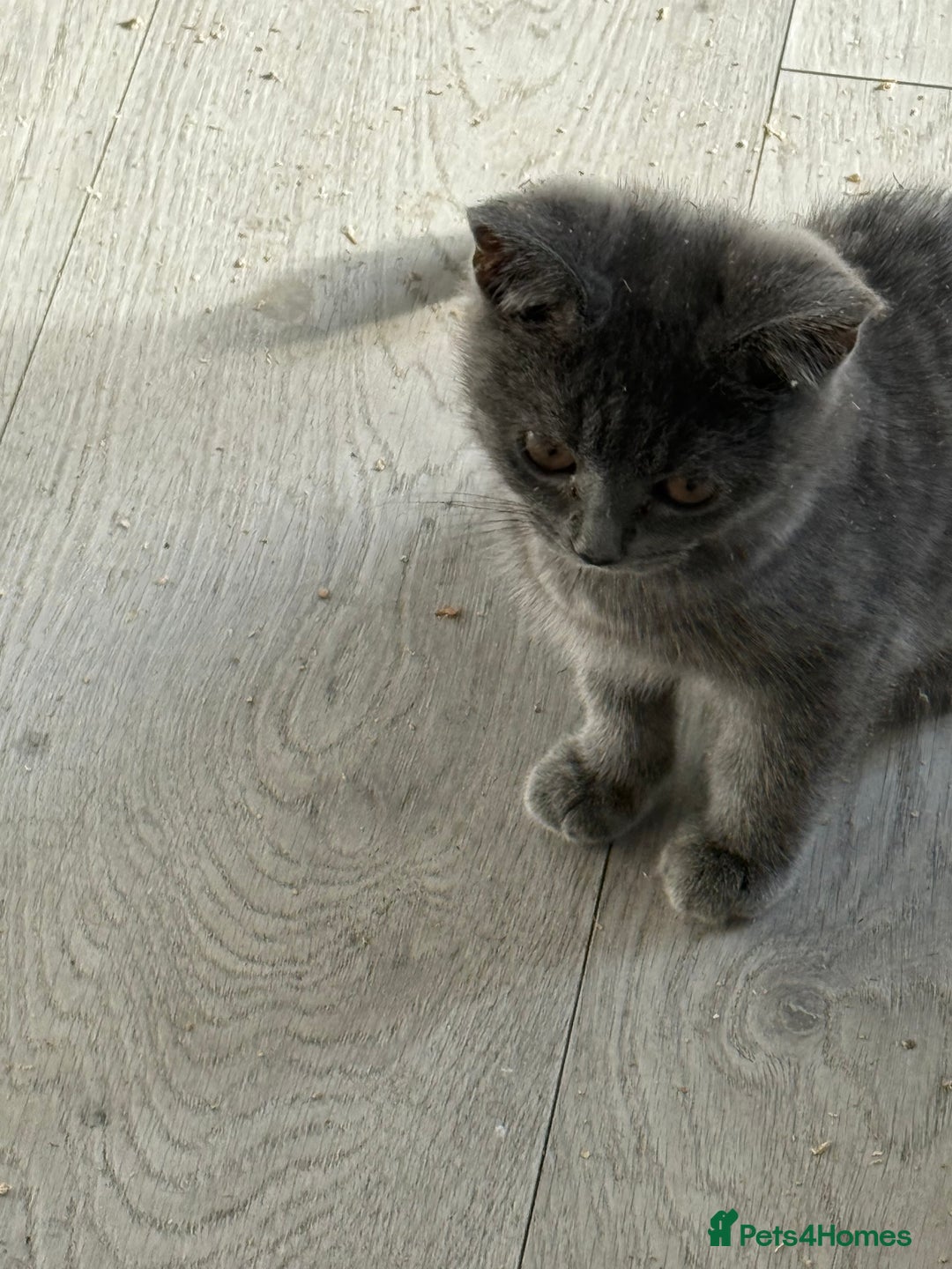 British Shorthair cats for sale: British blue short hair  - Image 2