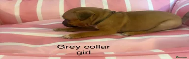 Staffordshire Bull Terrier 5