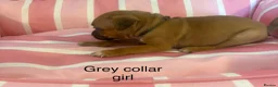 Staffordshire Bull Terrier dogs for sale: Stunning litter of Staffies  - Advert 25
