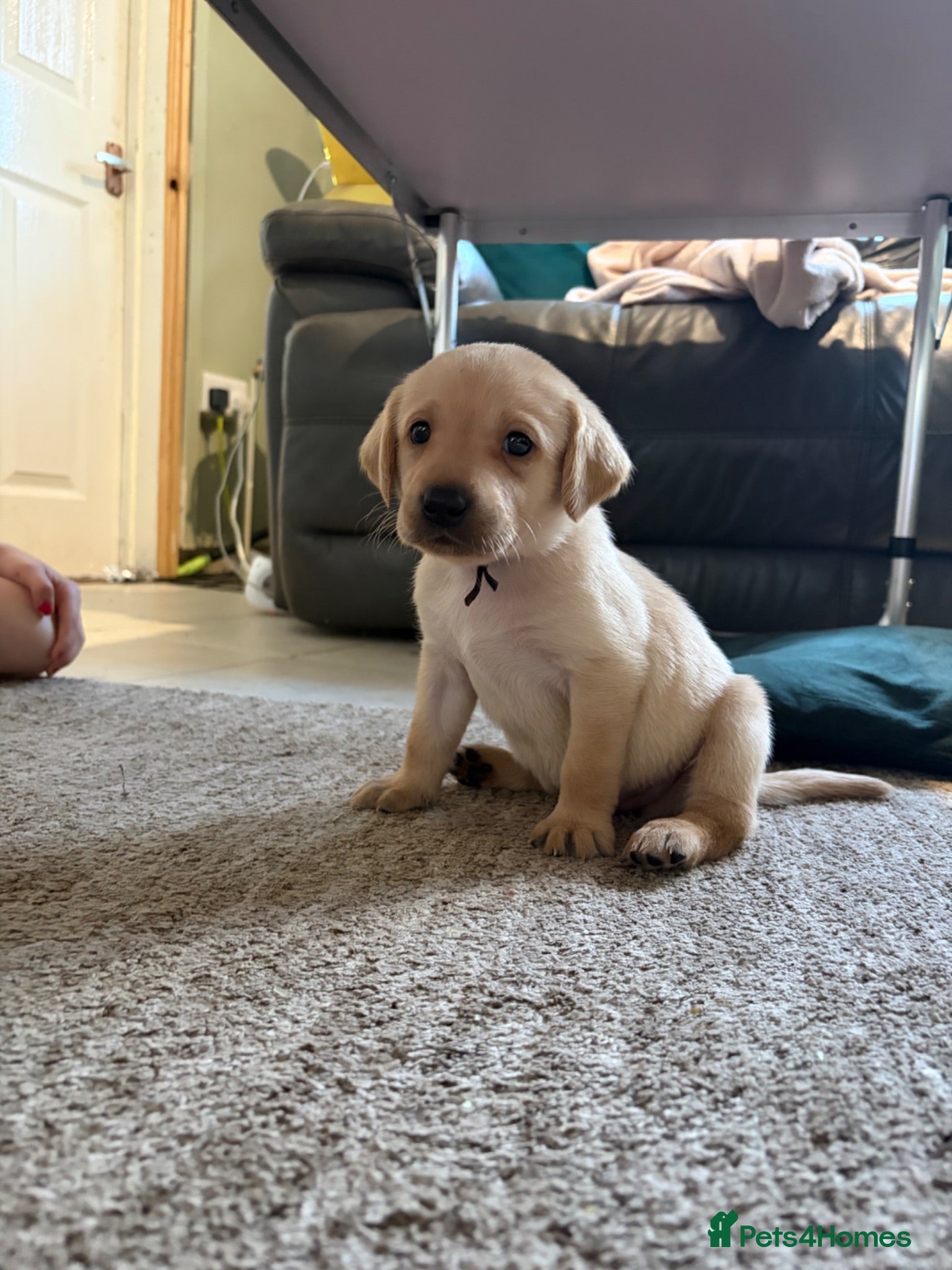 Labrador Retriever dogs KC registered labrador pups  - Advert 14