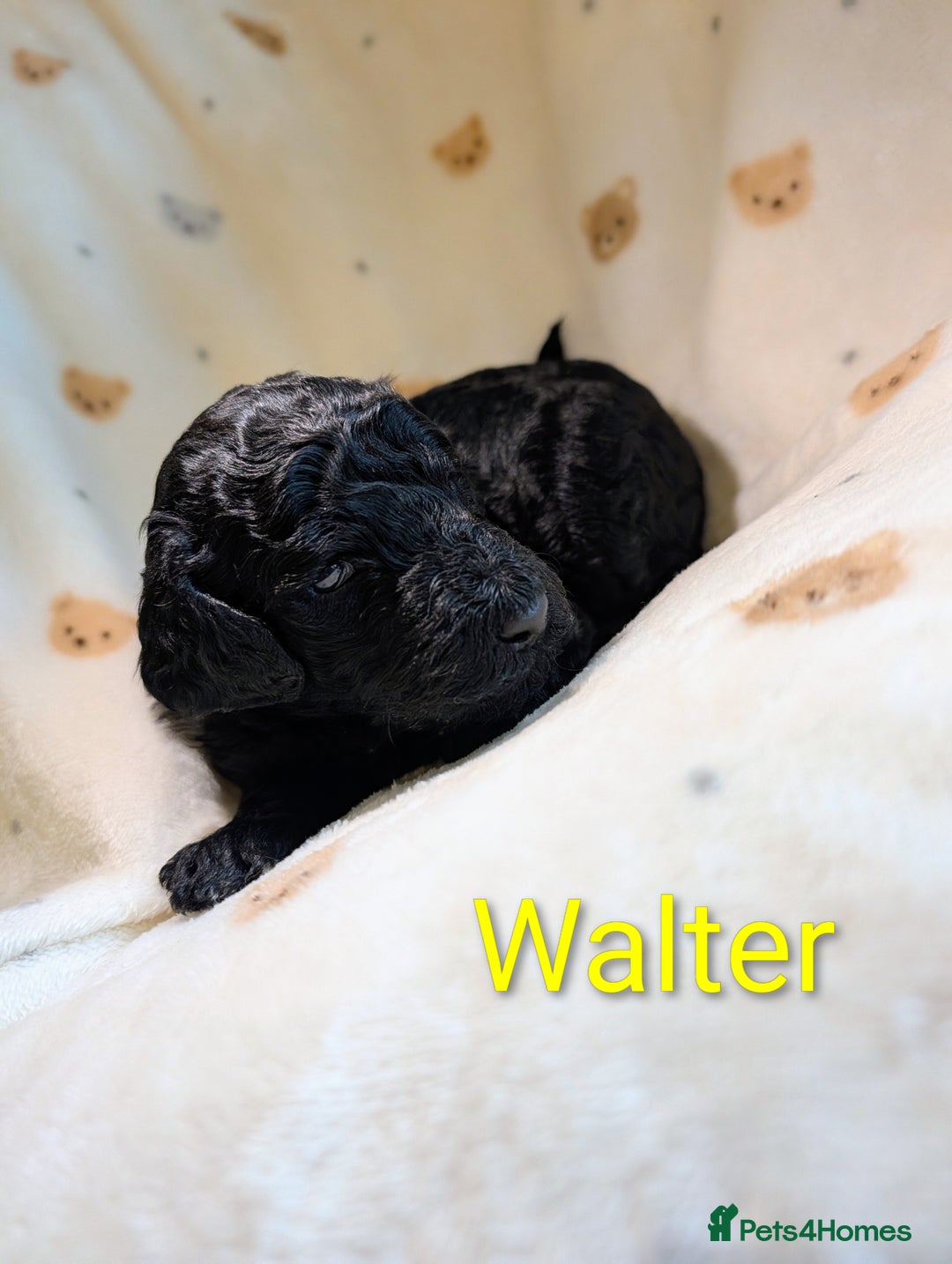 Standard Poodle dogs for sale: Standard poodles - Image 34