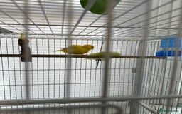 Parakeets birds for sale: Two male budgies for sale including cage  - Image 4