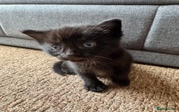 Mixed Breed cats for sale: 4 kittens for sale  - Image 4