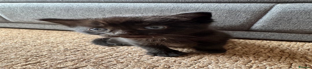 Mixed Breed Kitten 4