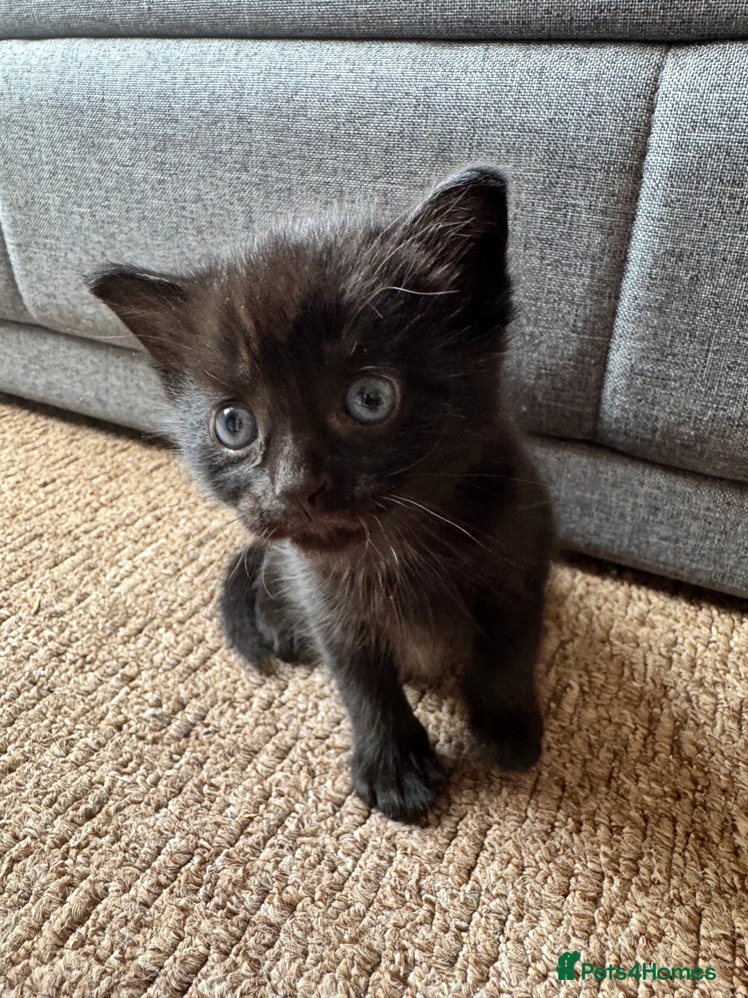 Mixed Breed cats for sale: 4 kittens for sale  - Image 4