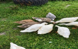 Ducks poultry for sale: Appleyards /aylesbury, runner ducks  - Image 2