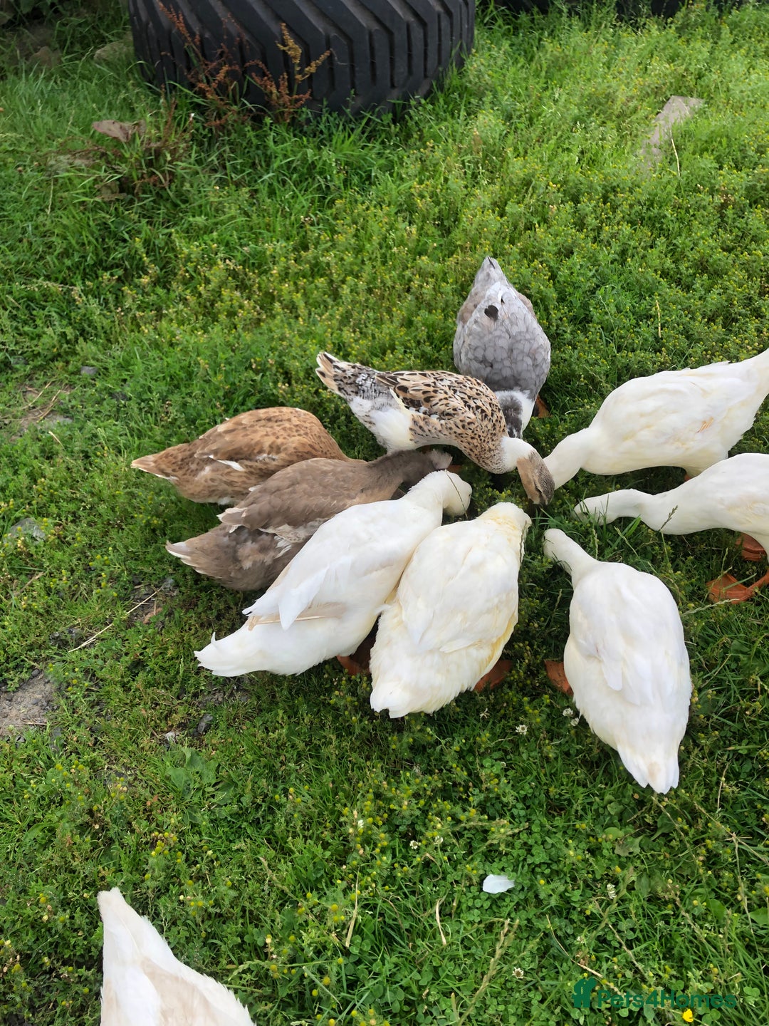 Ducks poultry for sale: Appleyards /aylesbury, runner ducks  - Image 2