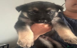 Shepsky dogs for sale: Shepsky - Image 29
