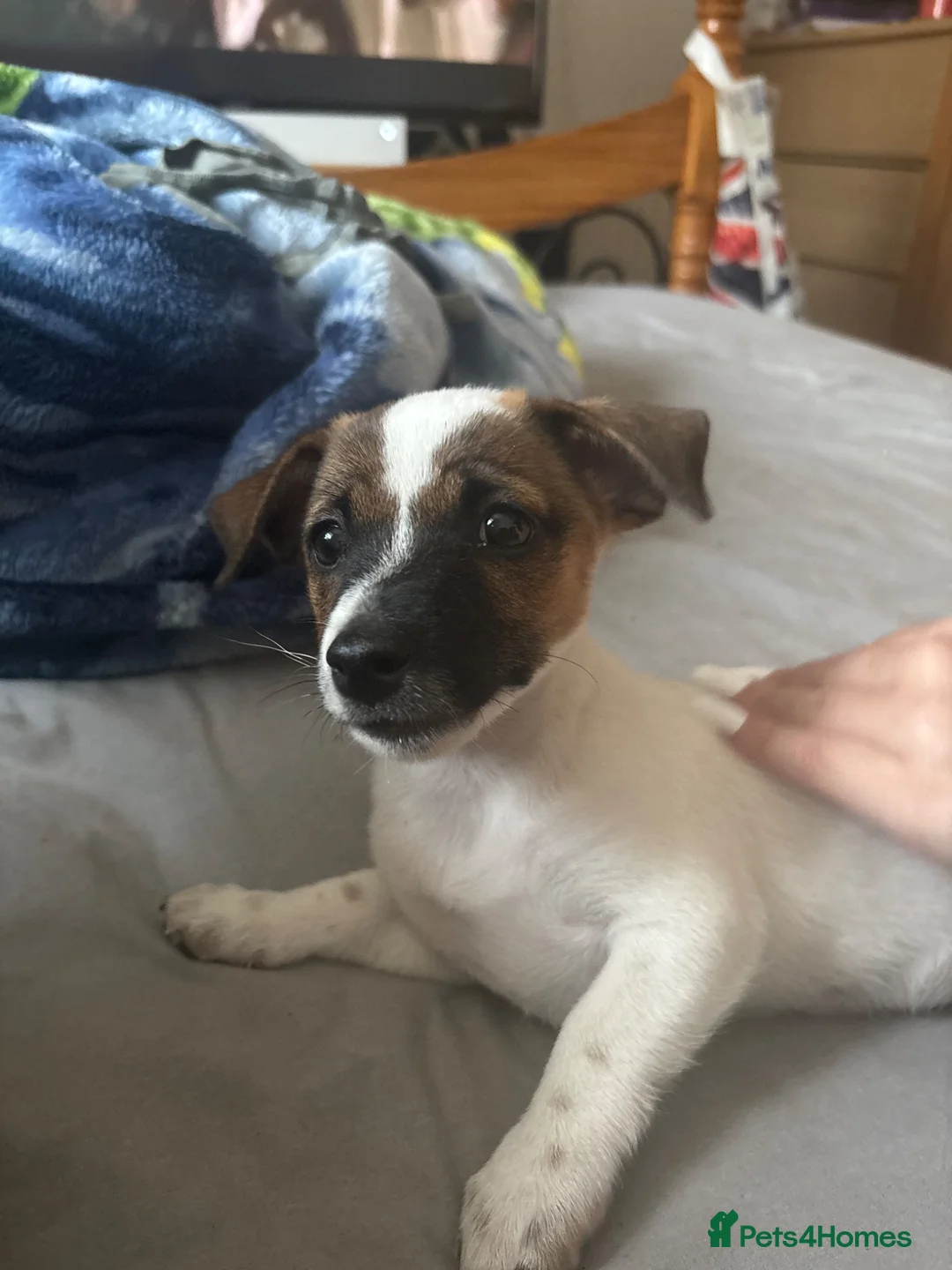 Jack Russell dogs for sale: Puppy 1 in Chatham - Advert 8