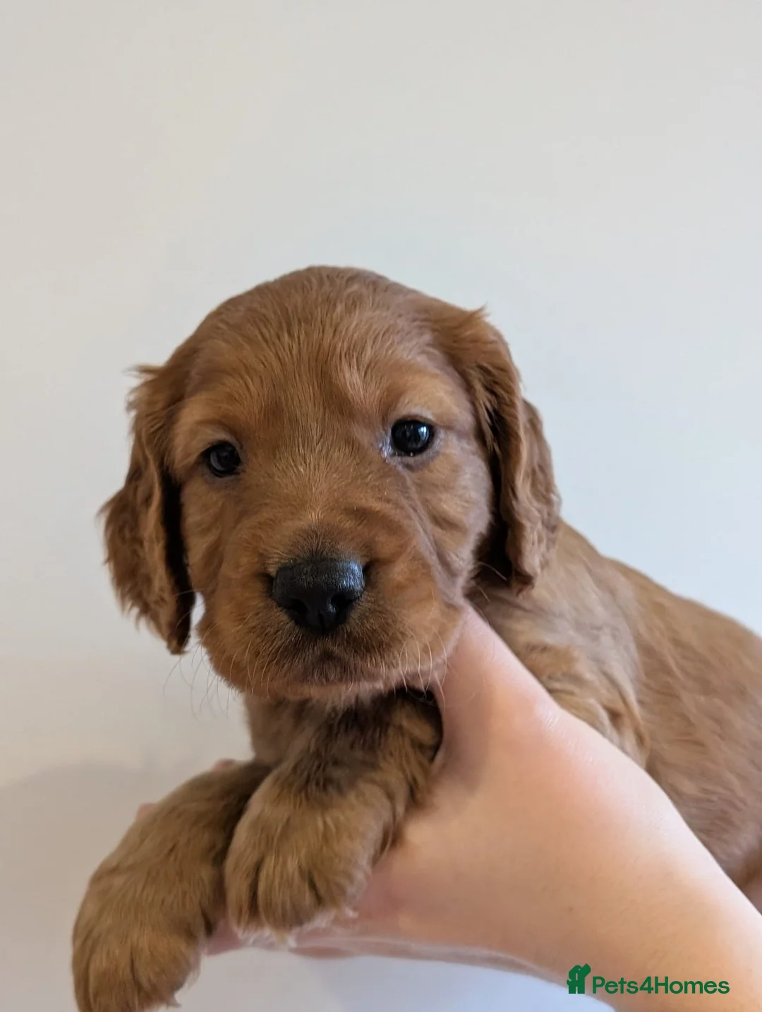 Cocker Spaniel dogs for sale: Working Cocker Spaniel Puppies - Advert 7