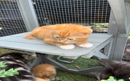 Maine Coon cats for sale: Maine Coon x Domestic Shorthair  - Image 26