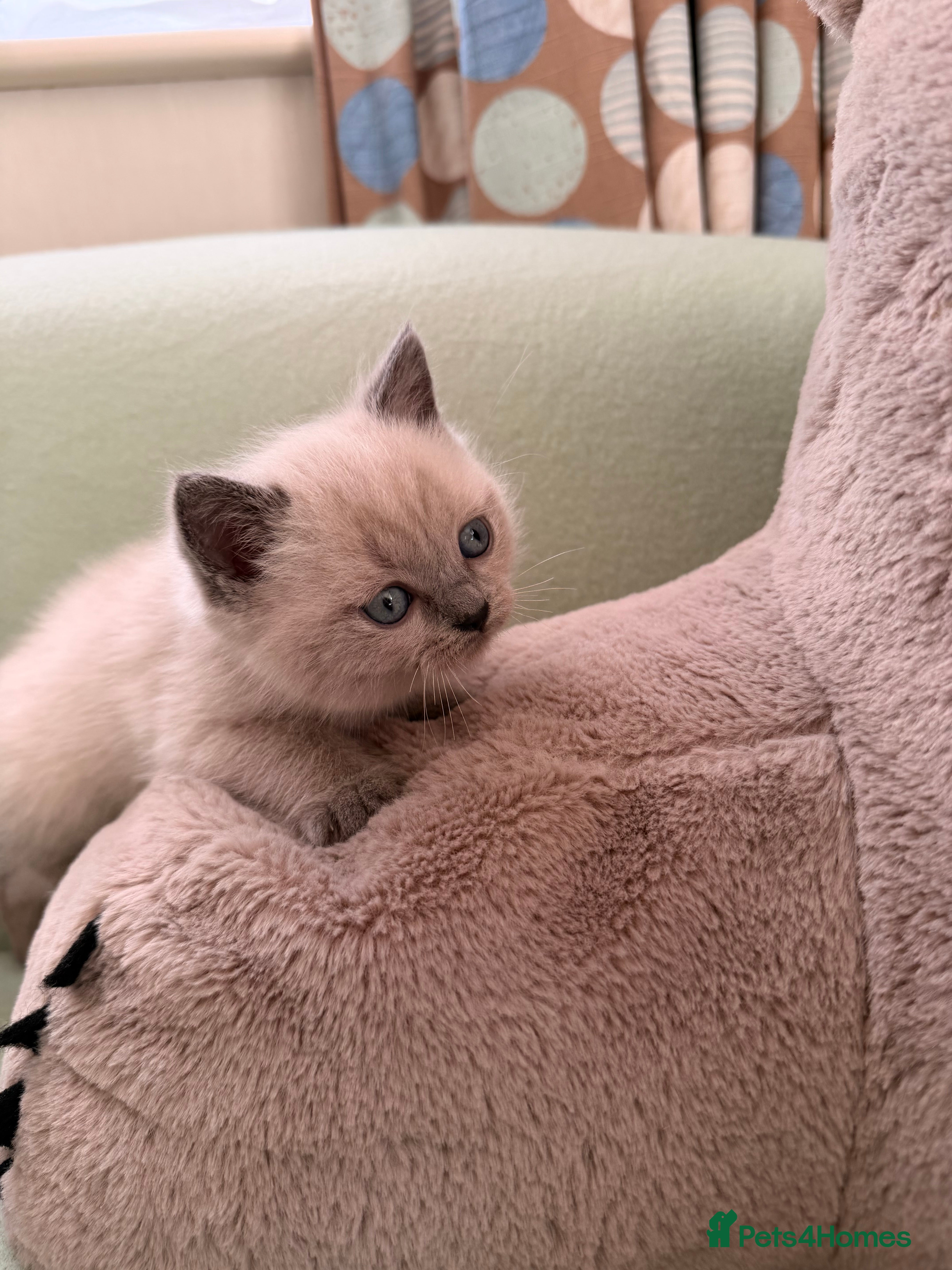 British Shorthair cats Beautiful British shorthair For Sale  - Advert 7