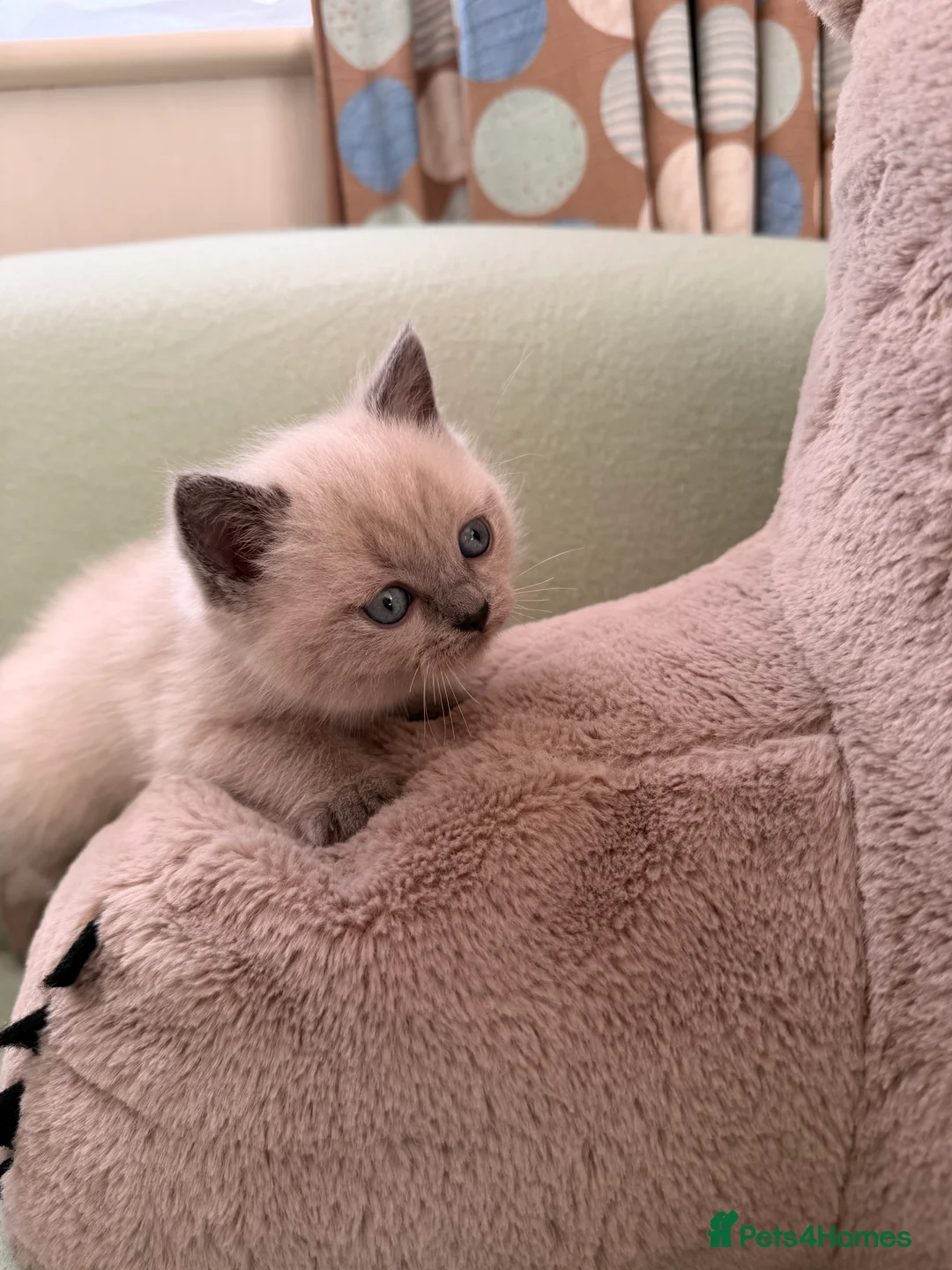 British Shorthair cats for sale: Beautiful British shorthair For Sale  - Advert 1
