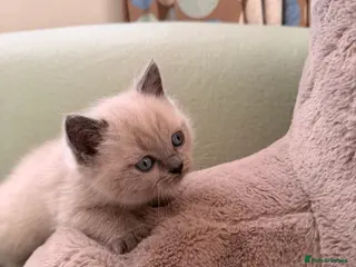 British Shorthair cats Beautiful British shorthair For Sale - Advert 1