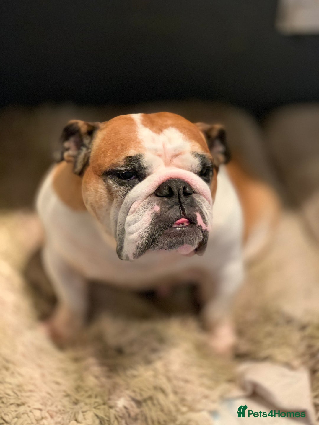 English Bulldog dogs for sale: English bulldog  - Advert 4