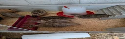 Quail poultry for sale: Quail for sale  in Durham - Advert 3
