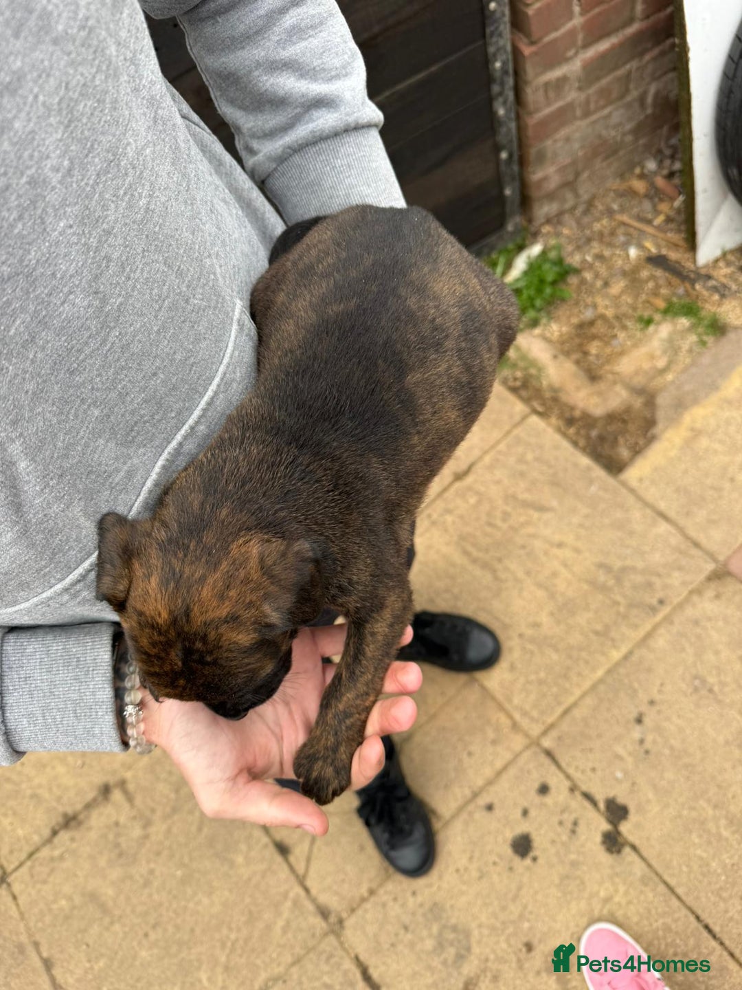 Mixed Breed dogs for sale: Outstanding quality litter of twelve pups - Image 22
