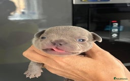 French Bulldog dogs for sale: Ready to leave on the 12th of September - Image 22
