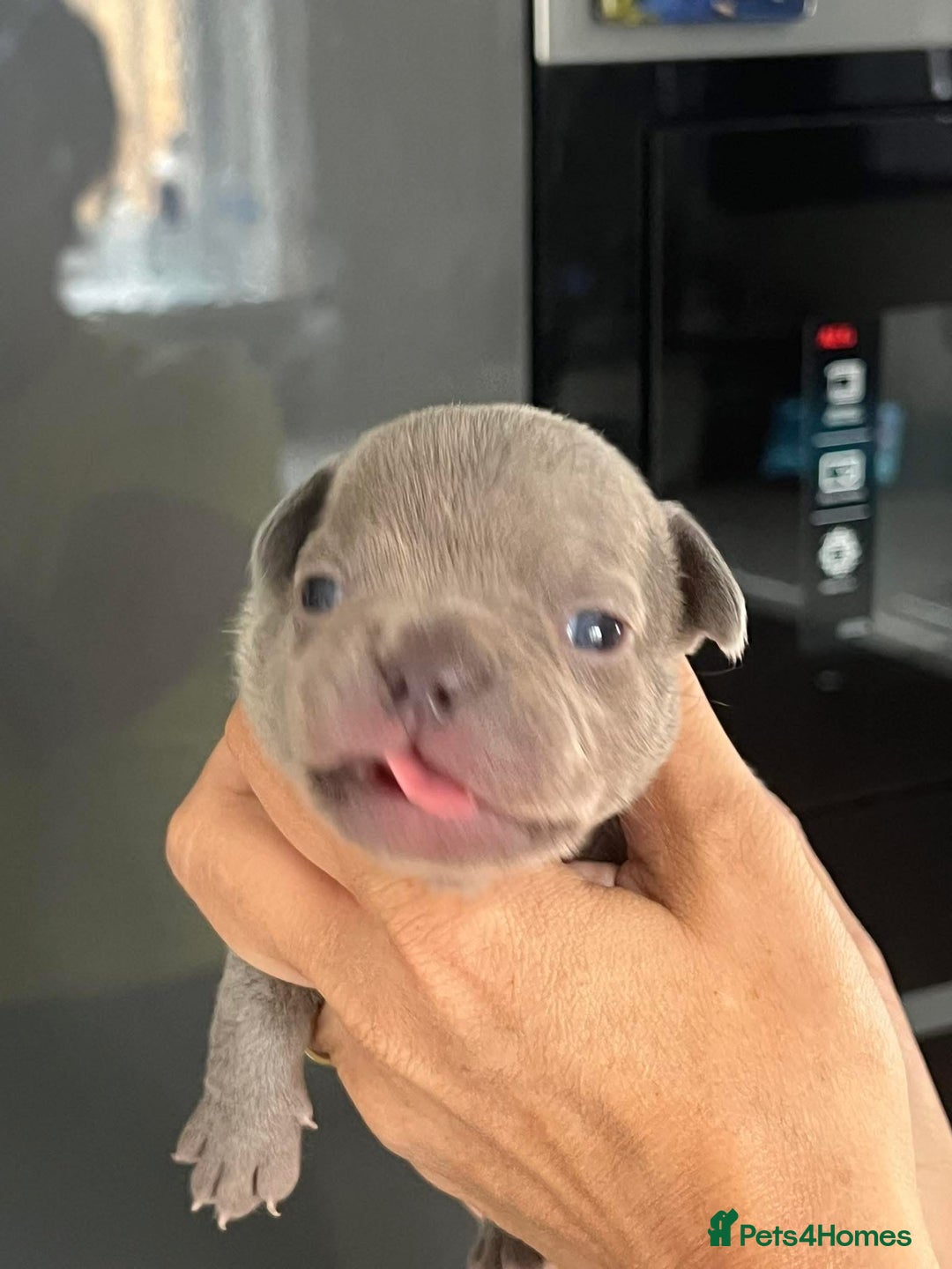 French Bulldog dogs for sale: Ready to leave on the 12th of September - Image 22
