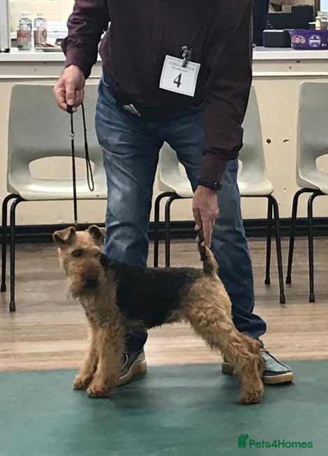 Welsh Terrier dogs Welsh terrier bitch for sale  - Advert 10