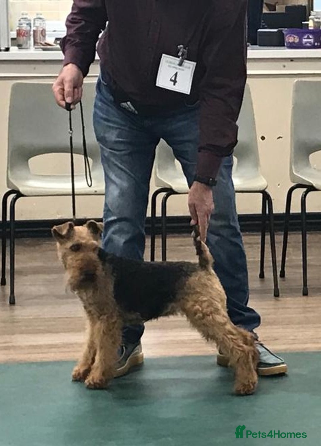 Welsh Terrier dogs for sale: Welsh terrier bitch for sale  - Advert 1