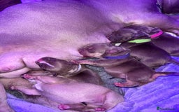 American Bully dogs for sale: Pocket bully puppy’s  - Image 17