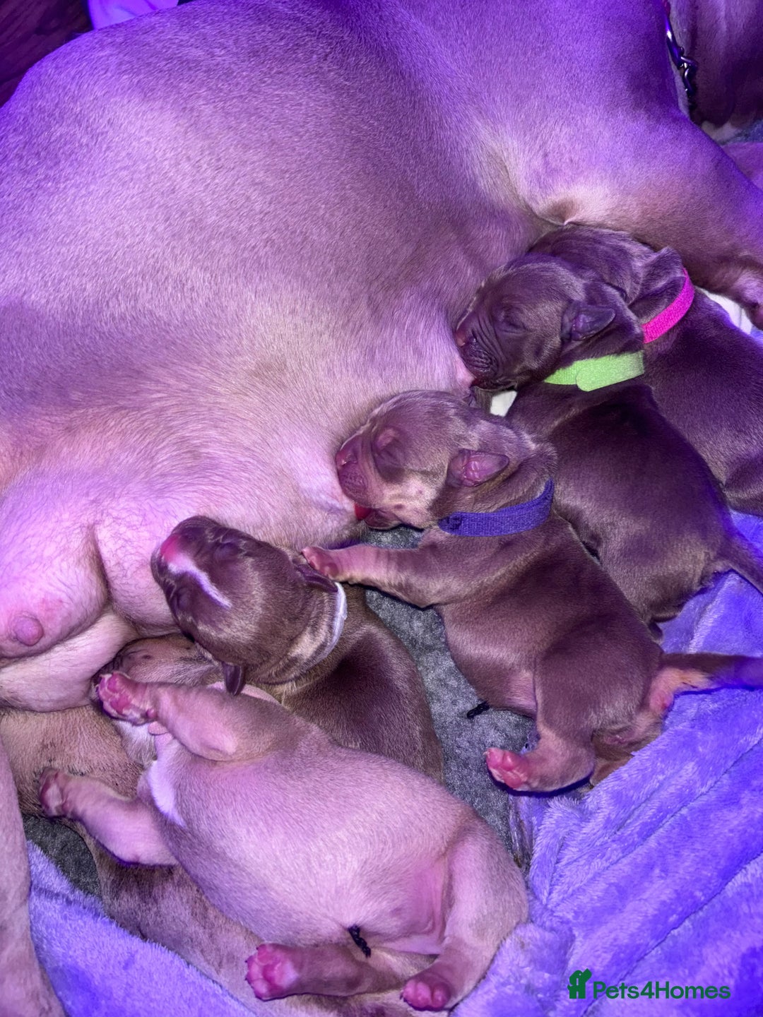 American Bully dogs for sale: Pocket bully puppy’s  - Image 17