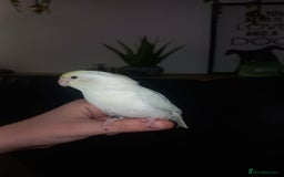 Parrots birds for sale: 8 week old hand reared baby parrotlets - Advert 3
