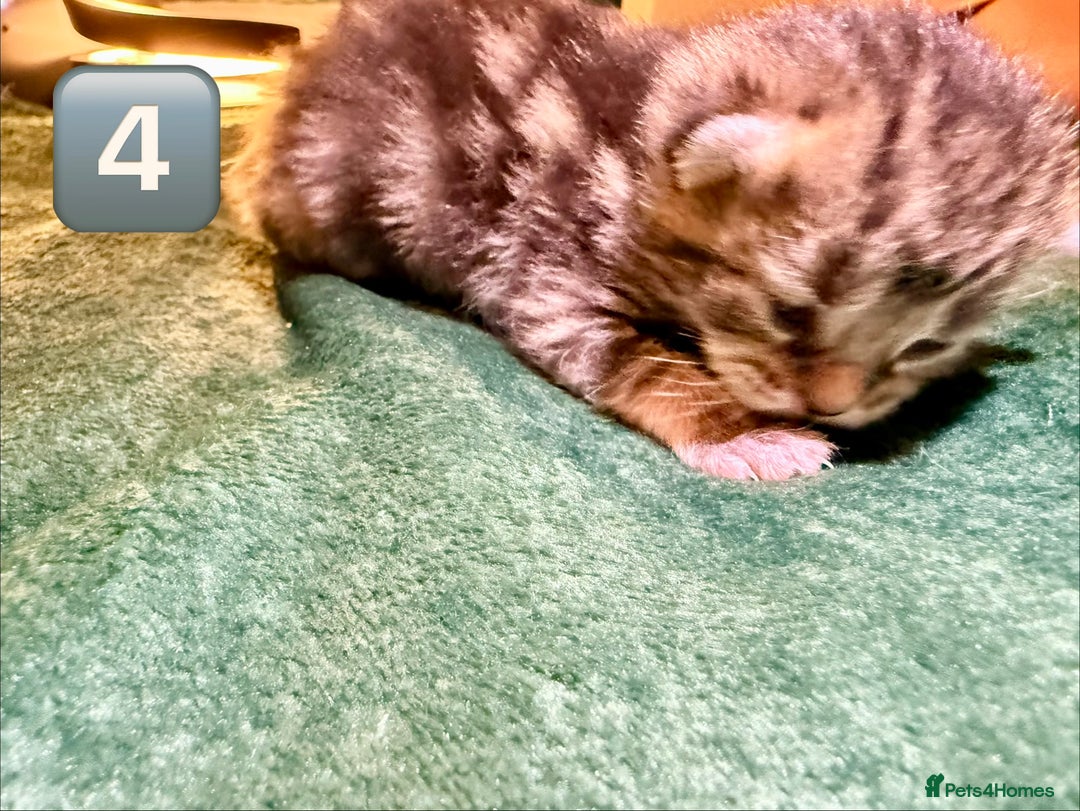 Maine Coon cats for sale: Gorgeous Fluffy Maine Coon Kittens  - Advert 12