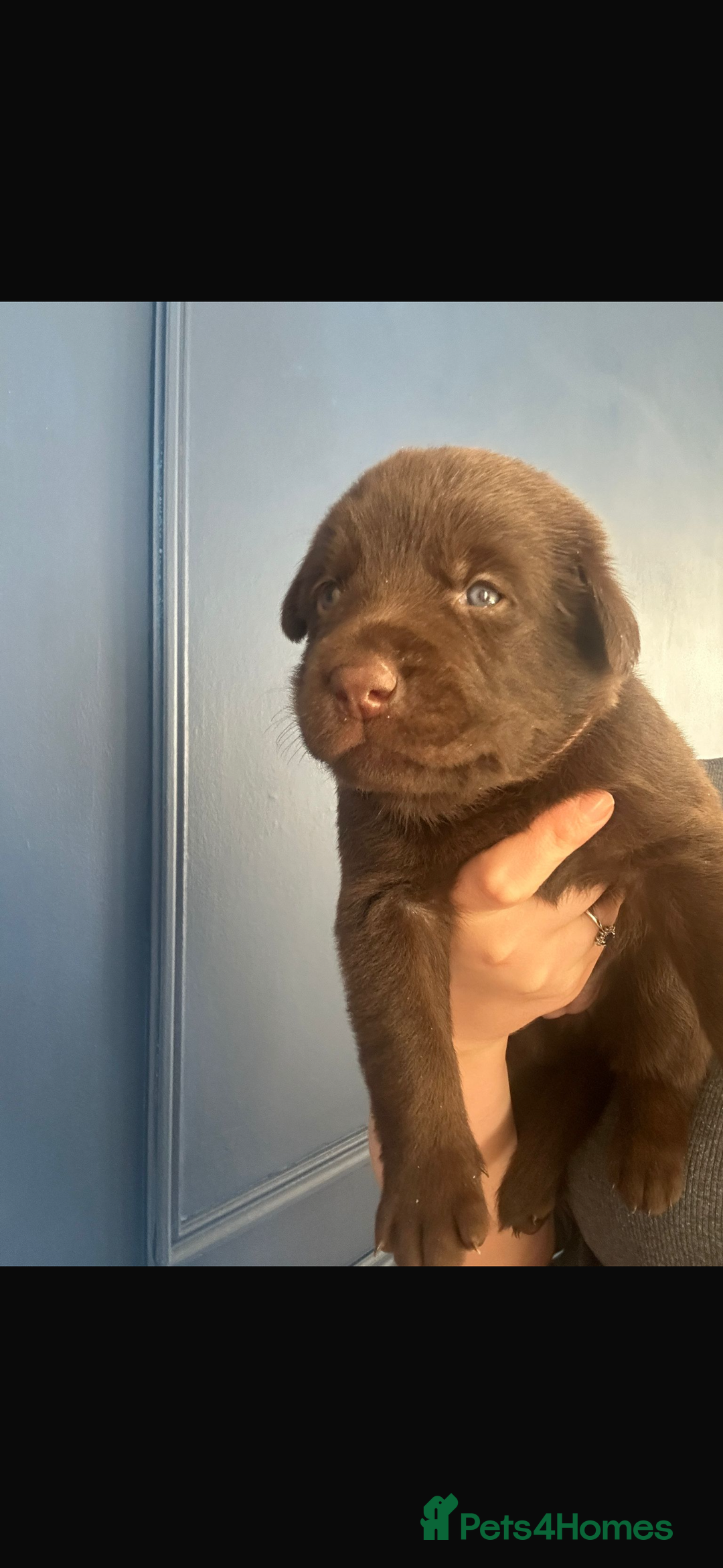 Mixed Breed dogs for sale: Chocolate Shepradors - Image 18