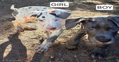 Great Dane dogs - Advert 12