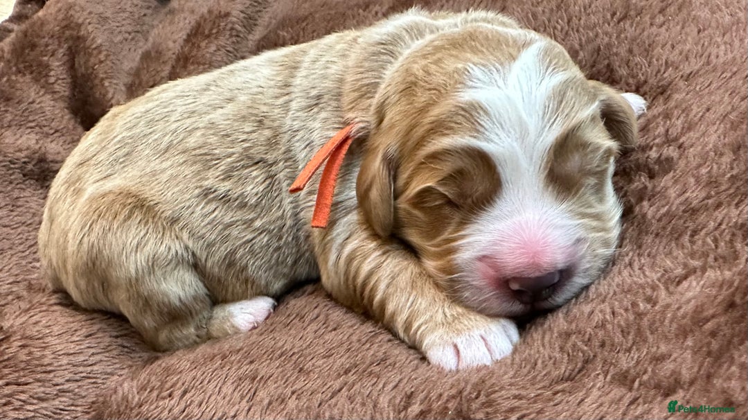 Double Doodle dogs for sale: Double Doodle puppies from Health tested parents - Image 9