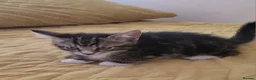 Mixed Breed cats for sale: Kittens for sale. 2 boys and one girl - Advert 24
