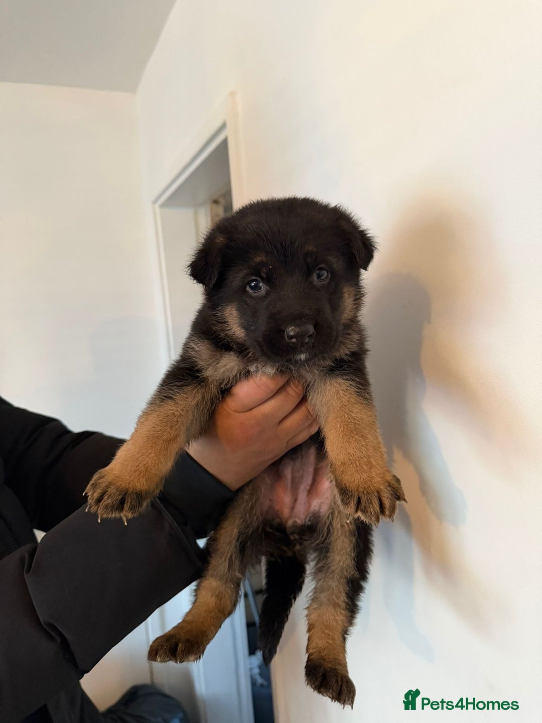 German Shepherd dogs for sale: German Shepard puppies  - Advert 10